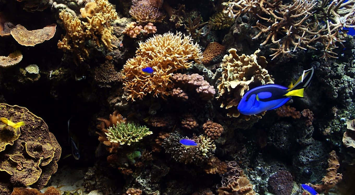 藍色和黃色魚群在水下珊瑚礁中滑行
