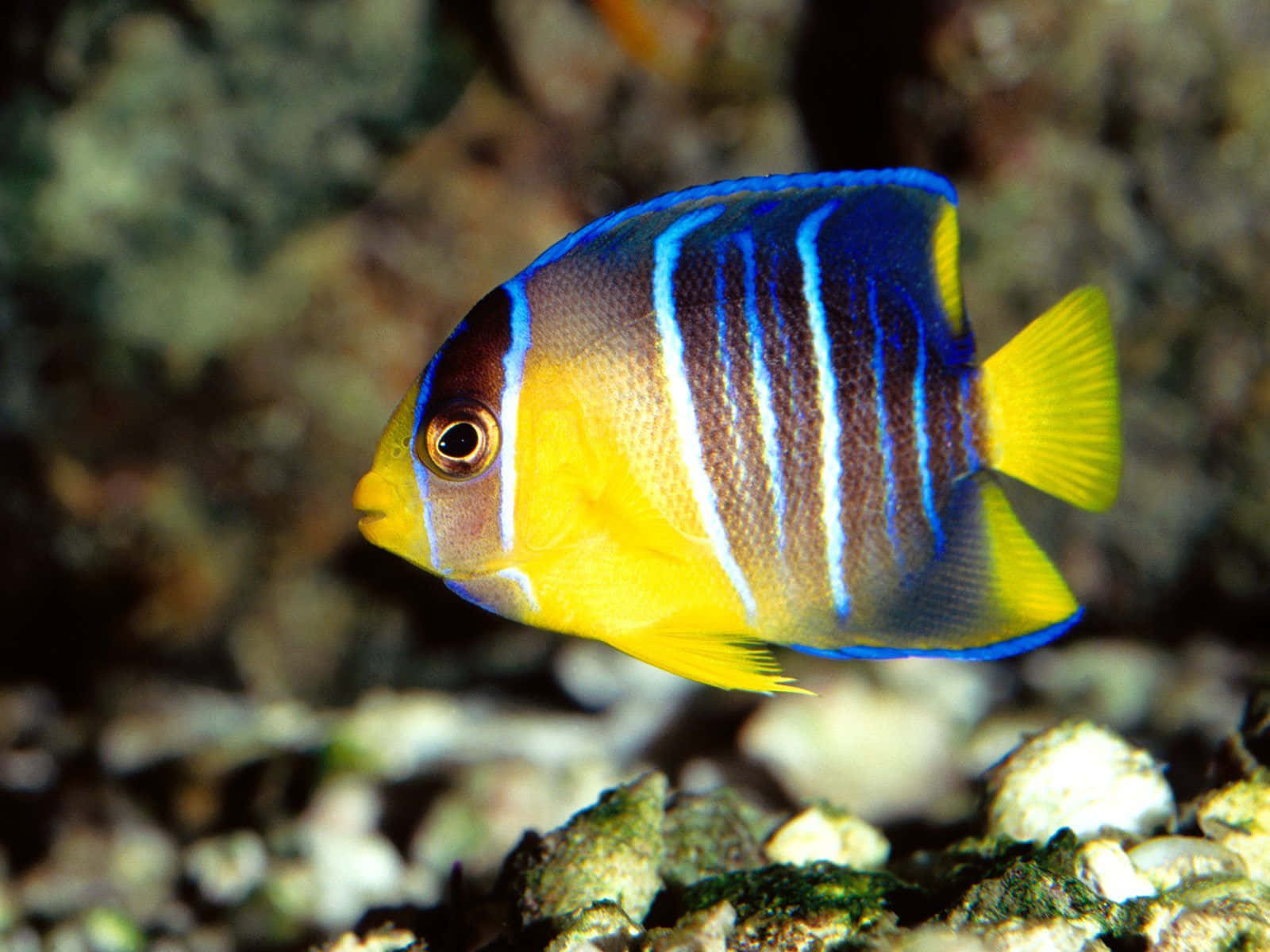 欣賞水族箱中色彩繽紛的魚兒！ 壁紙 — 一條充滿活力的藍黃色神仙魚在柔和的燈光下優雅地游近岩石珊瑚礁。