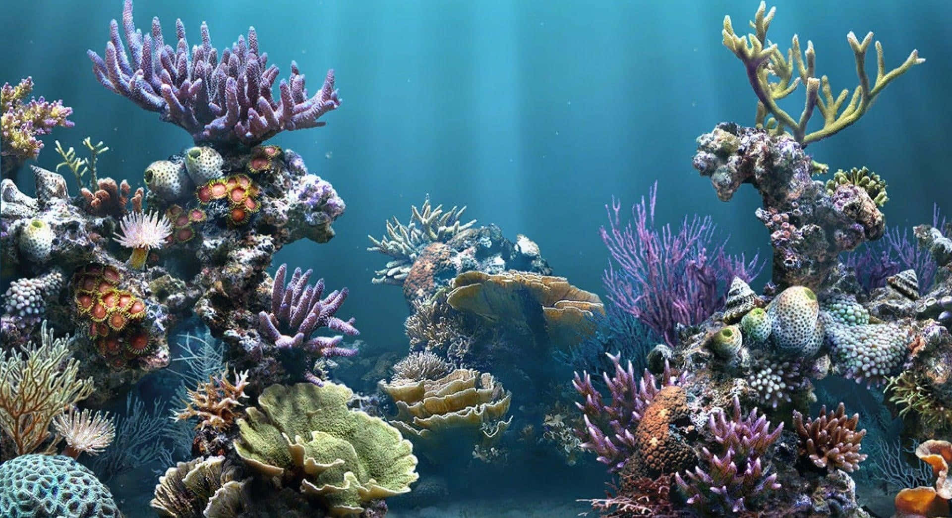 令人嘆為觀止的珊瑚礁，擁有豐富多樣的海洋生物和穿透藍色海水的陽光。