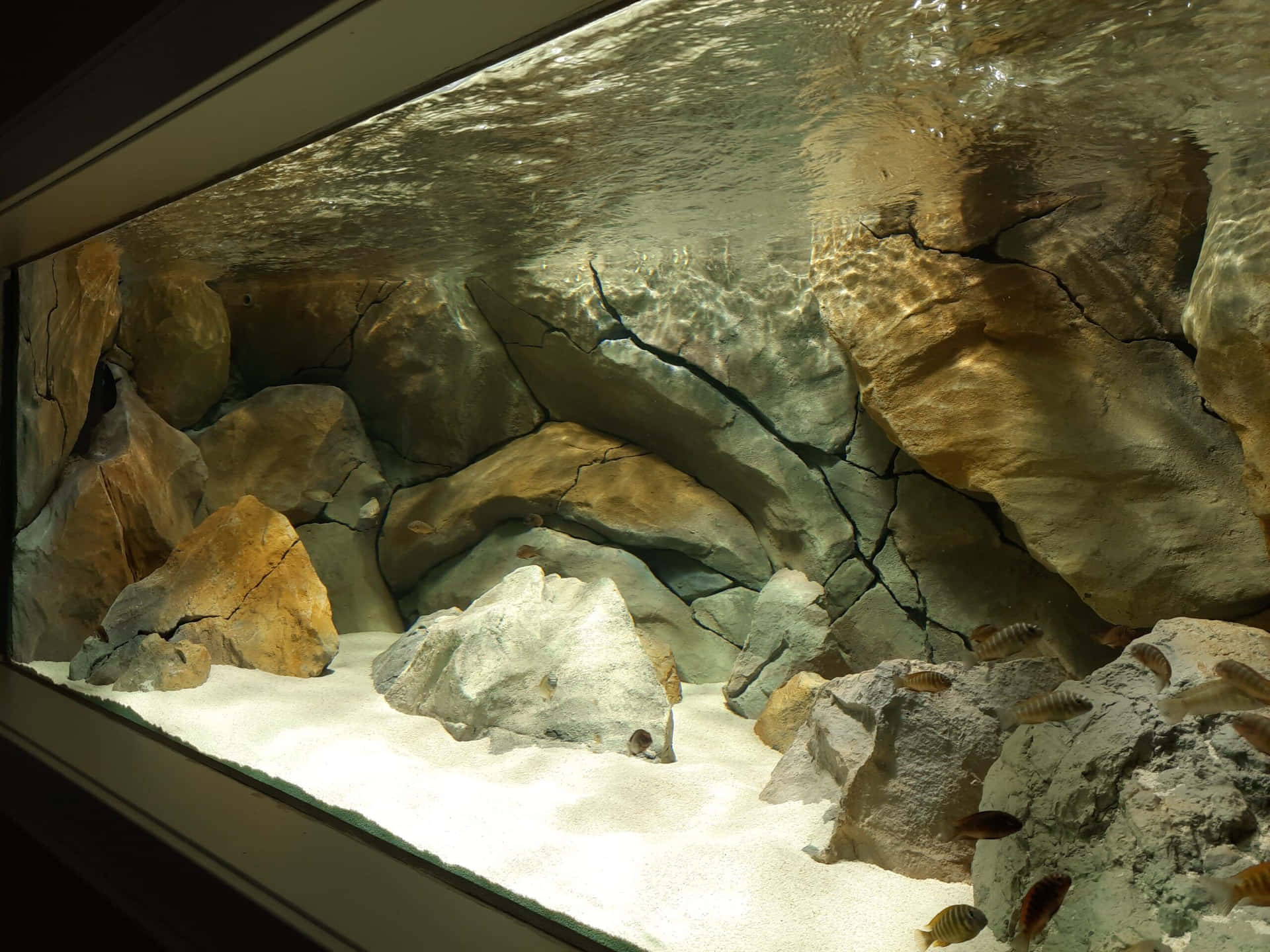 水族箱場景，魚兒在過濾陽光下於岩石和沙間游動。