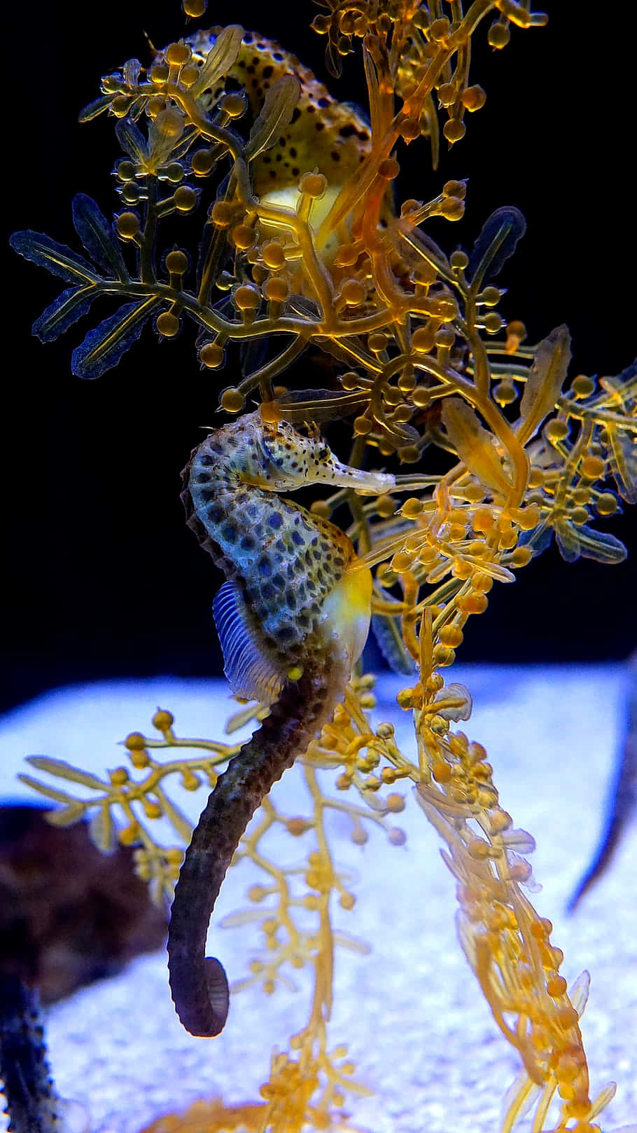 欣賞海馬的美麗與優雅 壁紙 — 斑點海馬依附在發光的橙色珊瑚上，背景黑暗，下方有藍色照亮的沙地。