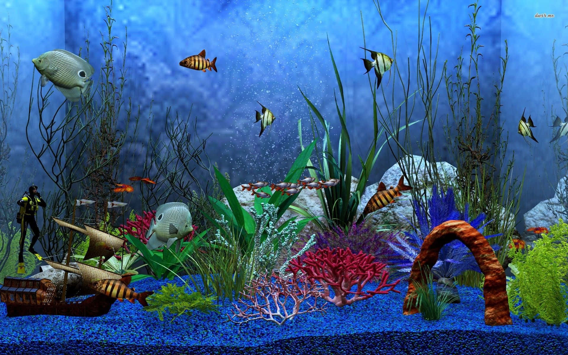 欣賞淡水魚缸的絢麗色彩 壁紙 — 一個充滿活力的水族館場景，色彩繽紛的魚兒在藍色海水中的珊瑚植物和沉船之間游動。
