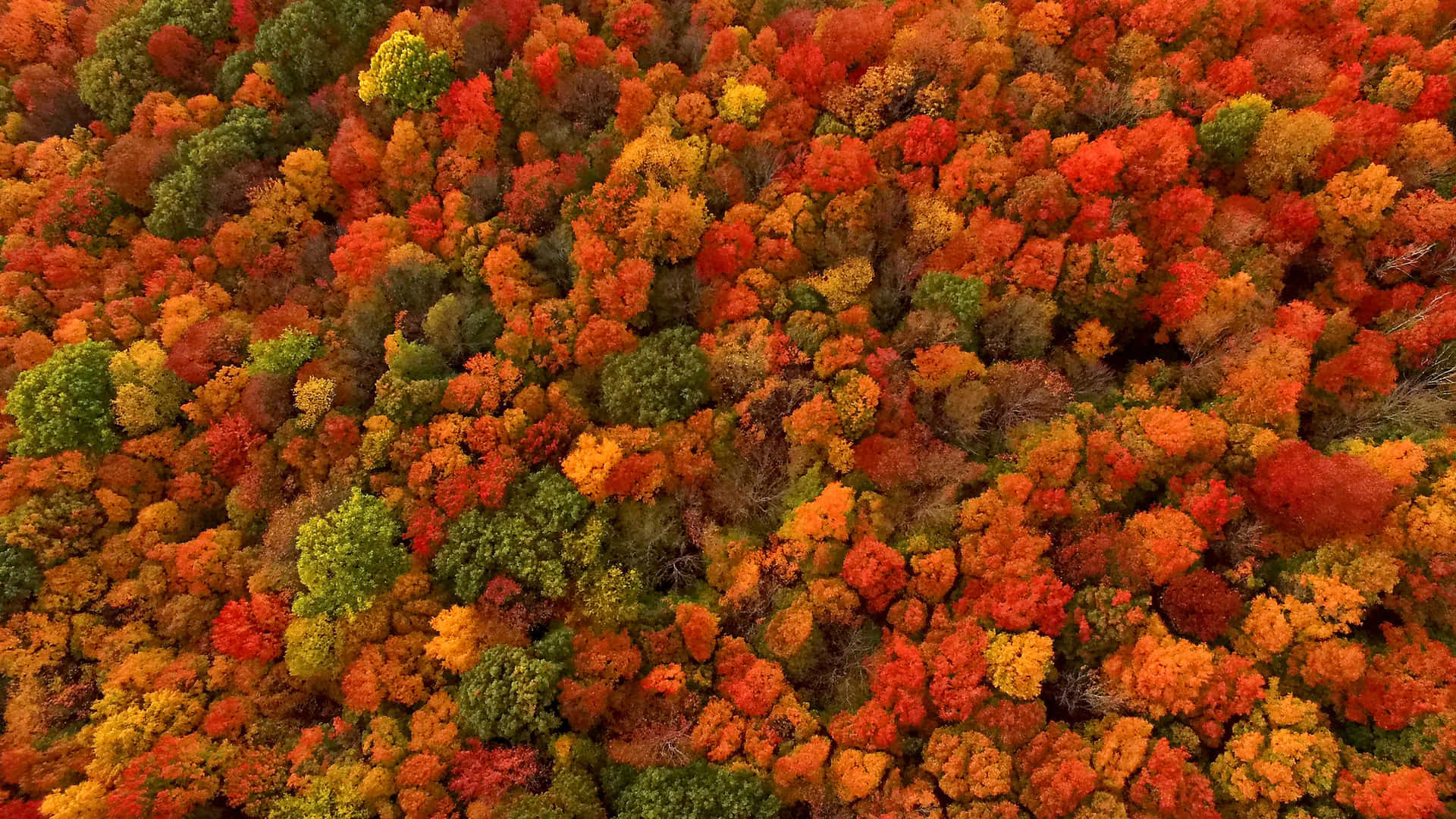 秋日森林的空中景觀，樹木呈現紅色、橙色和黃色