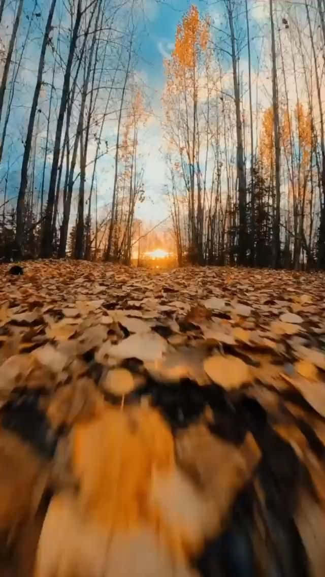 欣賞秋日絢麗的山林風光 壁紙 — 低角度拍攝的秋日森林小徑，覆蓋著金色落葉，溫暖的夕陽透過光禿的樹木照耀。