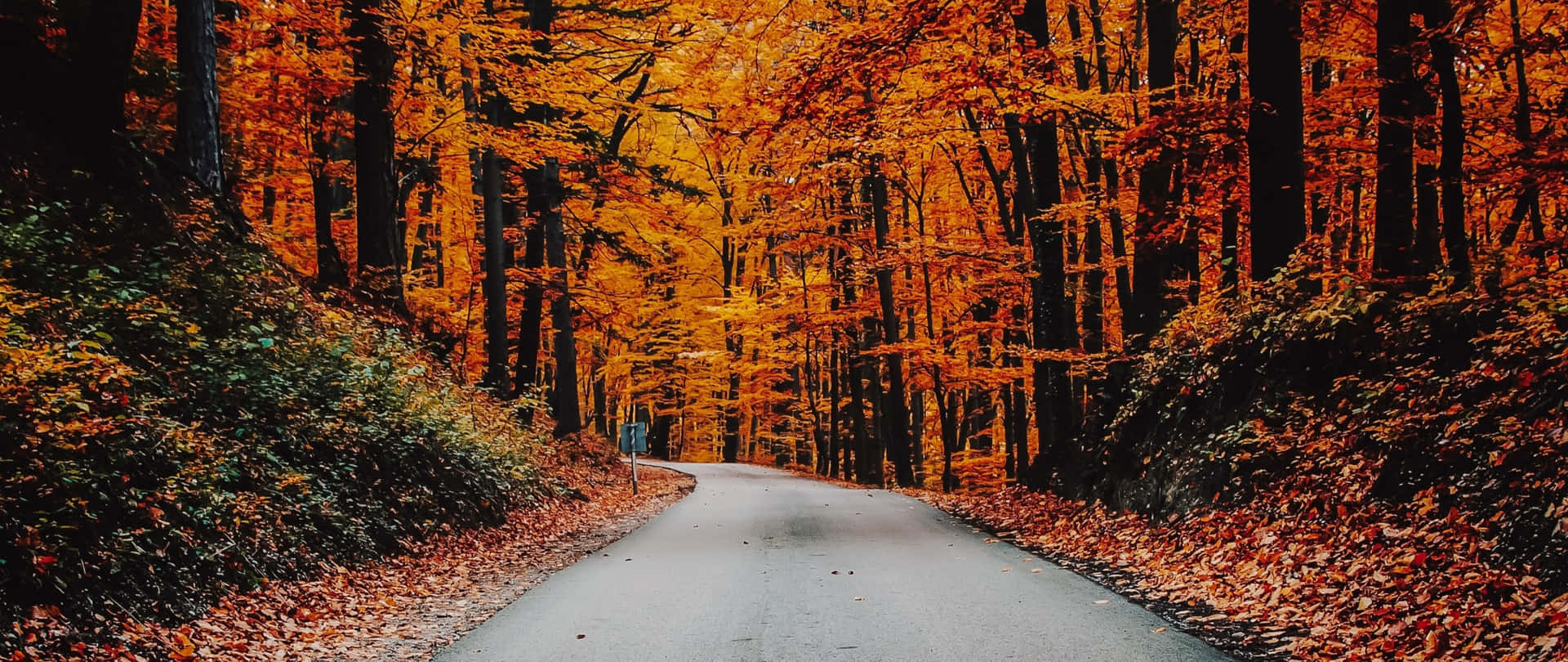蜿蜒的道路穿過秋日森林，地面和樹上都是橙色的葉子