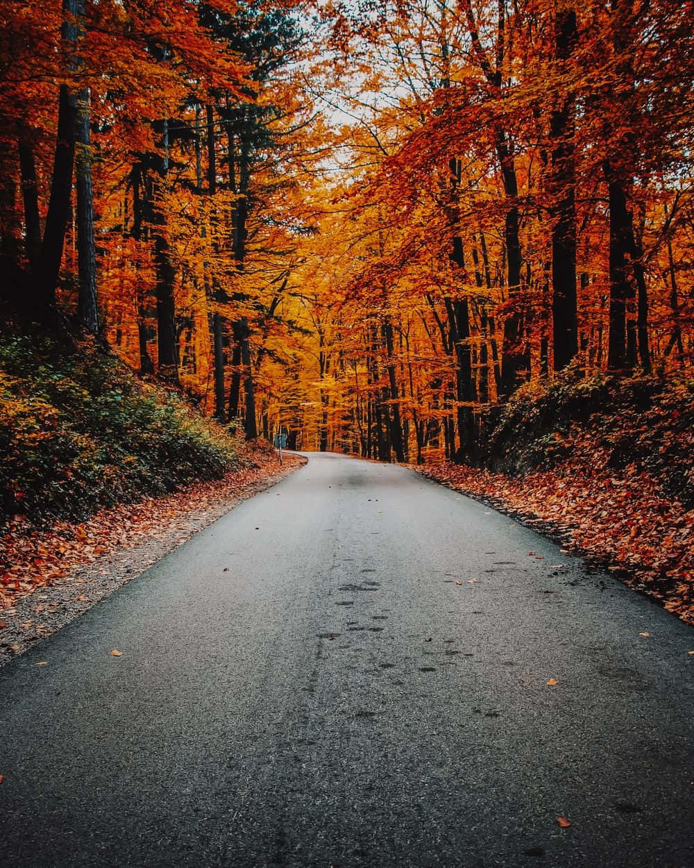 欣賞秋日美景，感受這幅如畫的風景 壁紙 — 一條蜿蜒的瀝青路穿過茂密的森林，在柔和天空下，森林被火紅的橙色秋葉點燃。
