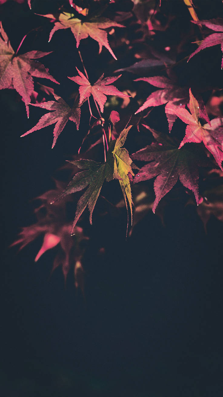 深色背景下帶有露珠的深紅色和綠色楓葉。