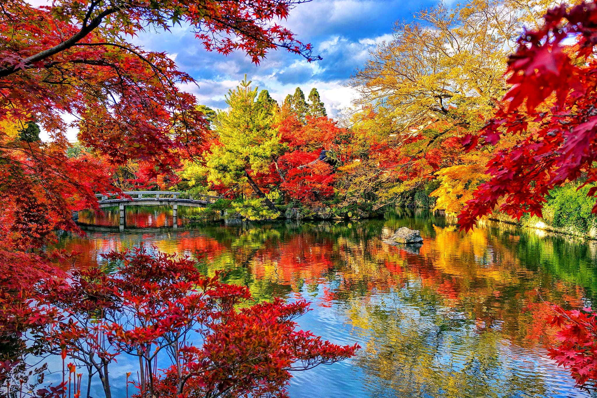 欣賞秋日色彩的壯麗美景 壁紙 — 鮮豔的秋葉以火紅、黃和綠色框住一個寧靜的池塘，倒映著一座木橋，在明亮的藍天下。