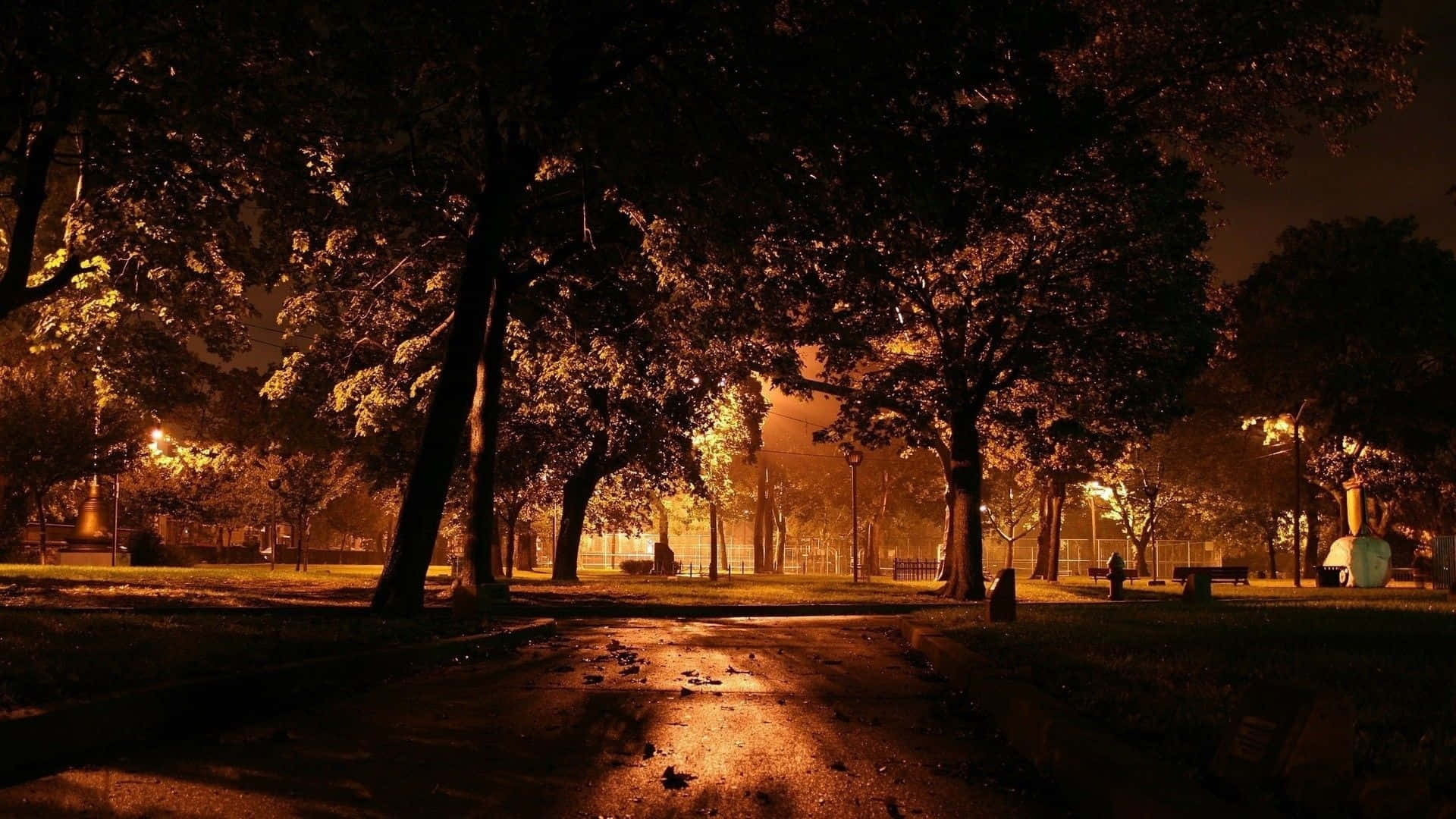 欣賞秋日葉色變幻之美 壁紙 — 夜晚寧靜的公園，樹木在街燈下溫暖地發光，在潮濕的路面上投下長長的影子。