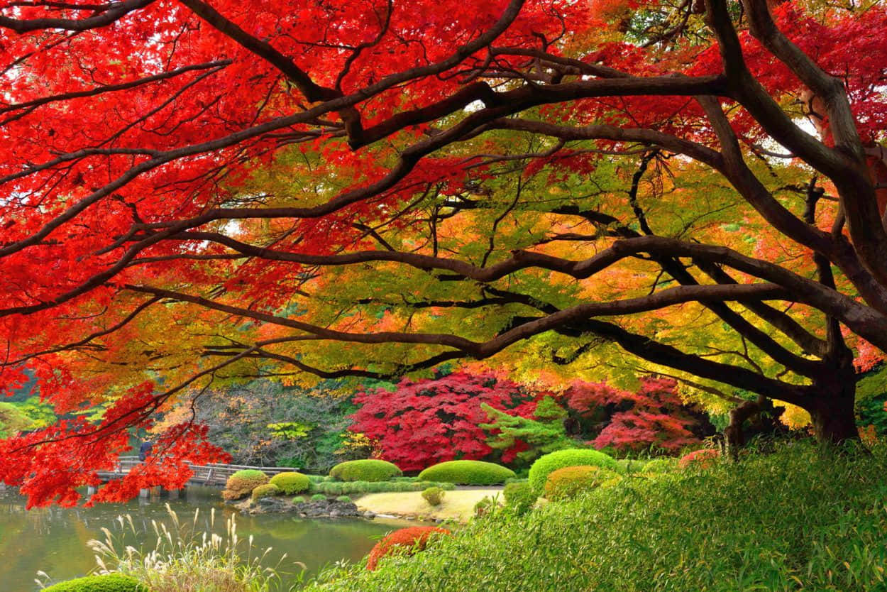 一個日本庭園，紅楓樹環繞著池塘和修剪整齊的灌木。