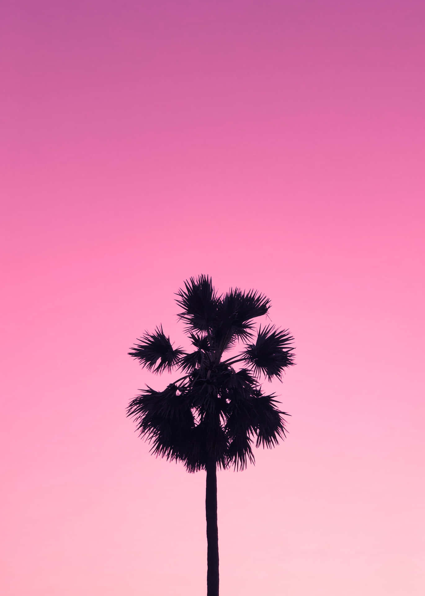 棕櫚樹在粉紅色黃昏天空下的剪影