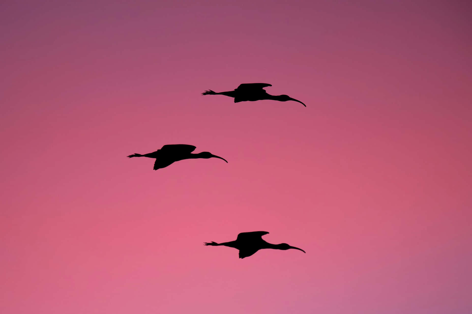 三隻鳥以剪影飛翔於粉紅日落天空。