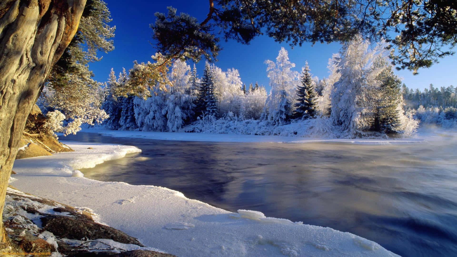 欣賞美麗的冬季風景 壁紙 — 一條寧靜的冬日河流流過白雪覆蓋的樹木，在晴朗的藍天下，霜凍附著在樹枝上。