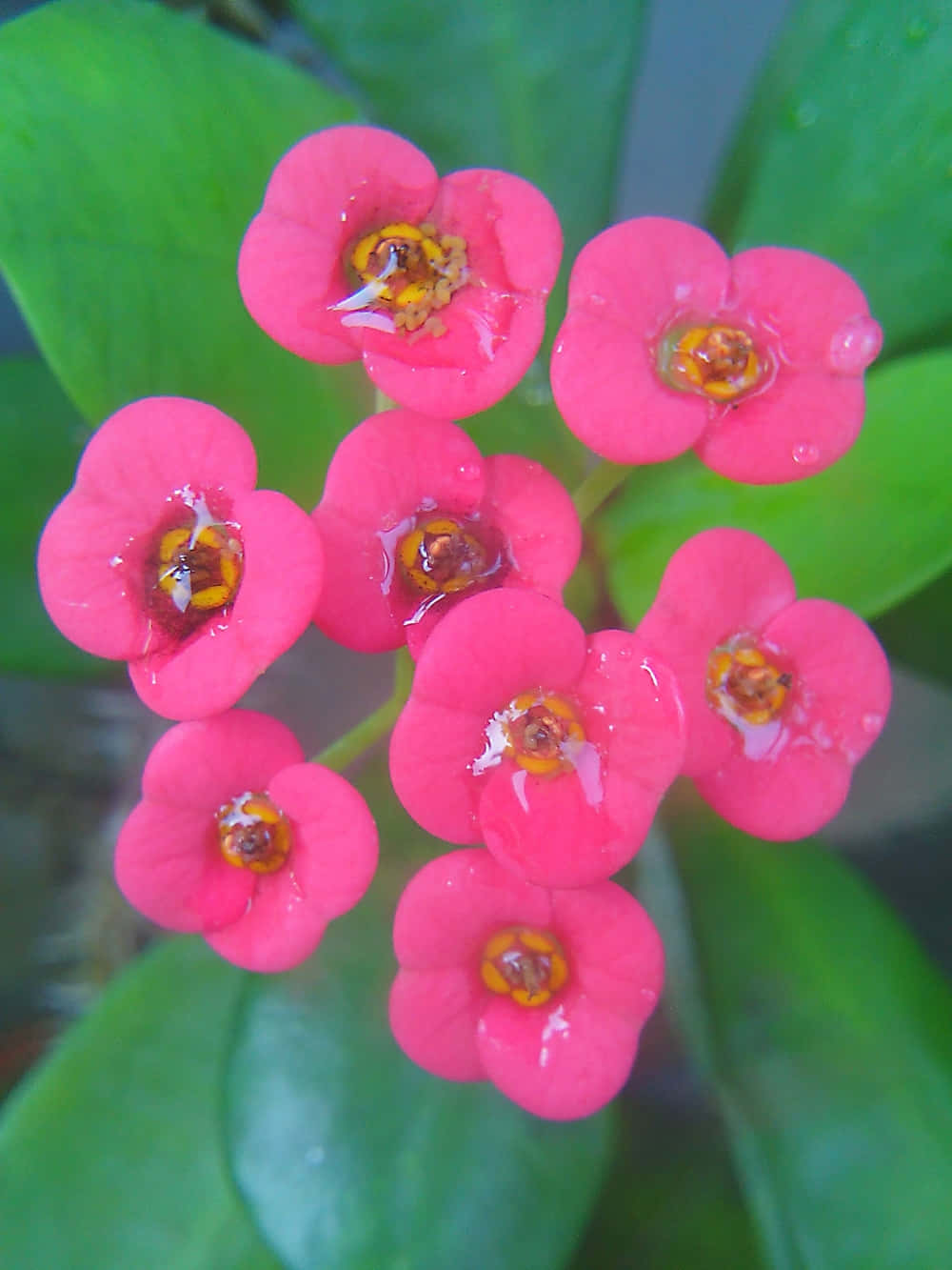 一簇粉紅色花朵，綠葉上有露珠
