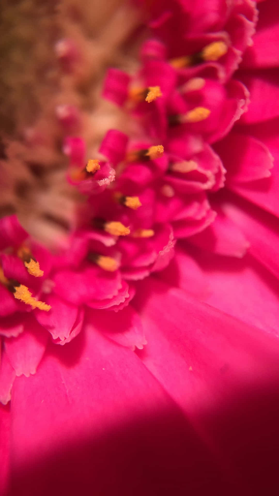 鮮豔的粉紅色百日菊，帶有黃色雄蕊，焦點柔和。