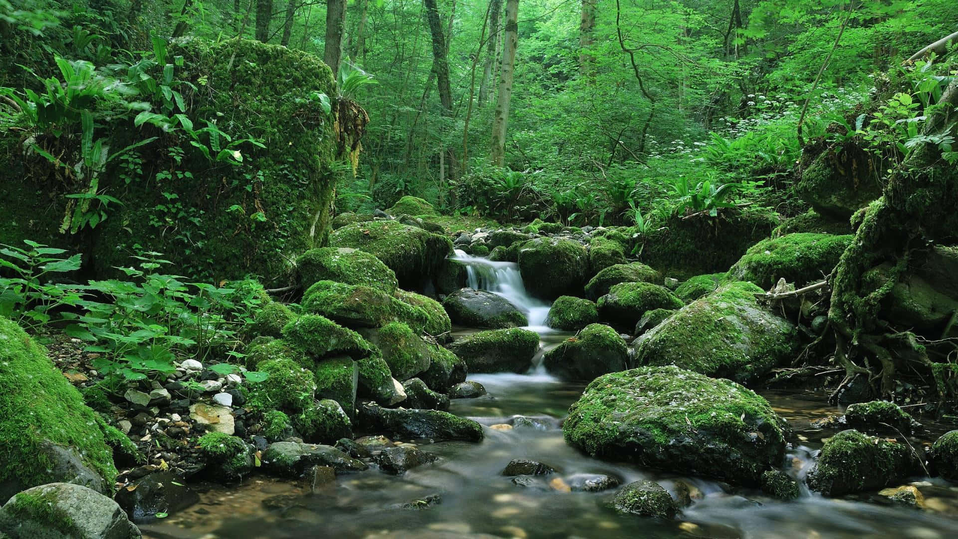 欣賞自然中溪流的美麗風景 壁紙 — 一條寧靜的森林溪流流過長滿青苔的岩石，周圍環繞著茂密的綠色樹葉和高大的樹木。