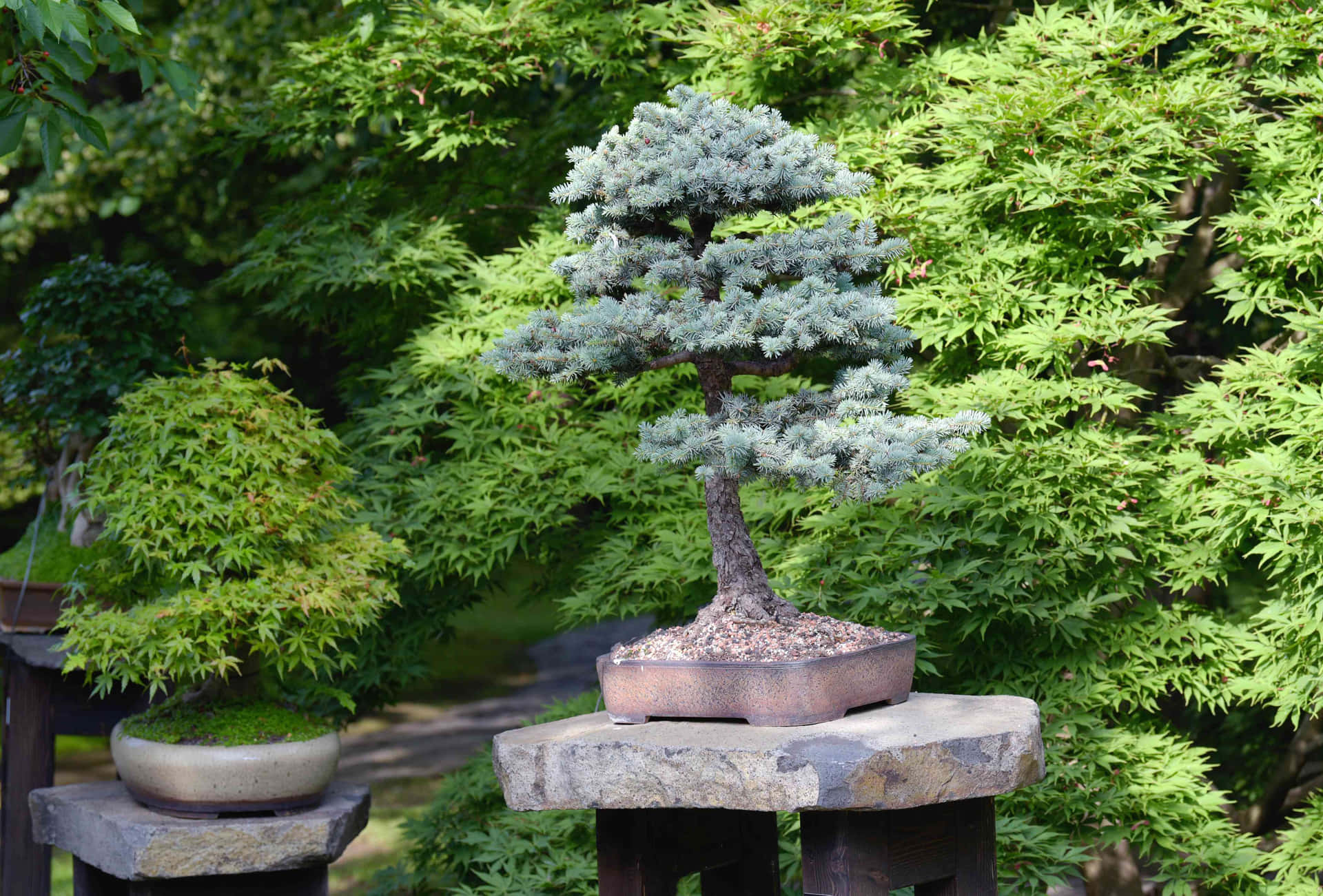 銀藍色松樹盆栽立於石座上，在茂密綠色花園中
