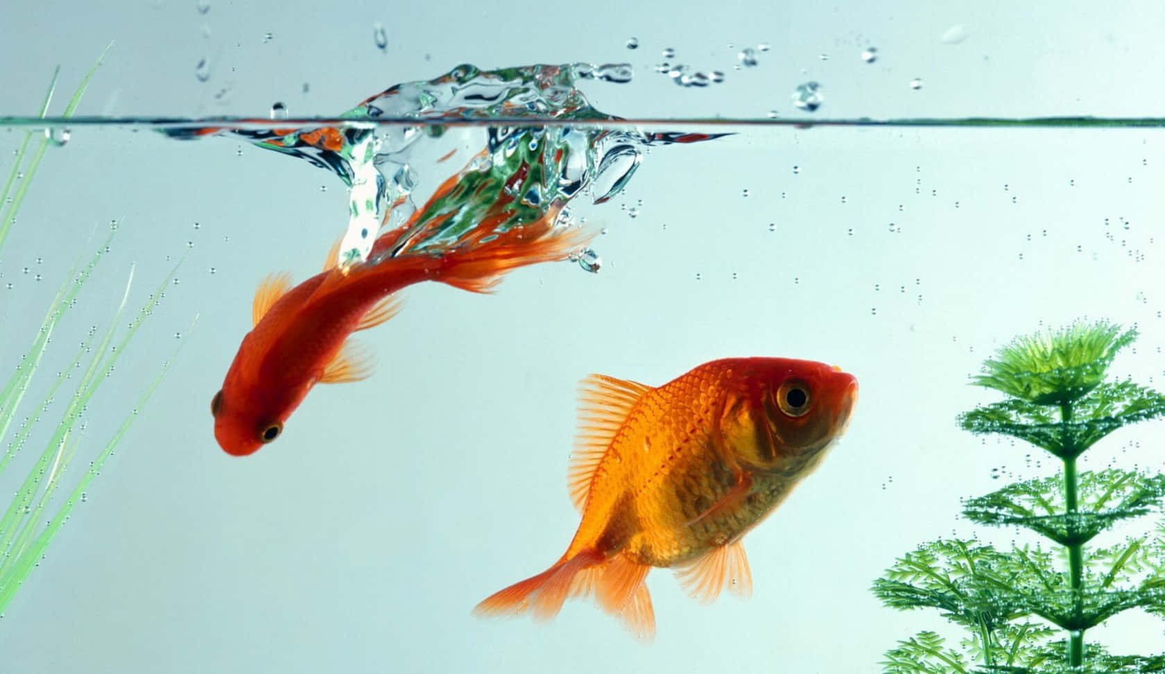 兩條橙色金魚在清澈的水族箱水中靠近綠色植物游動，伴有氣泡。