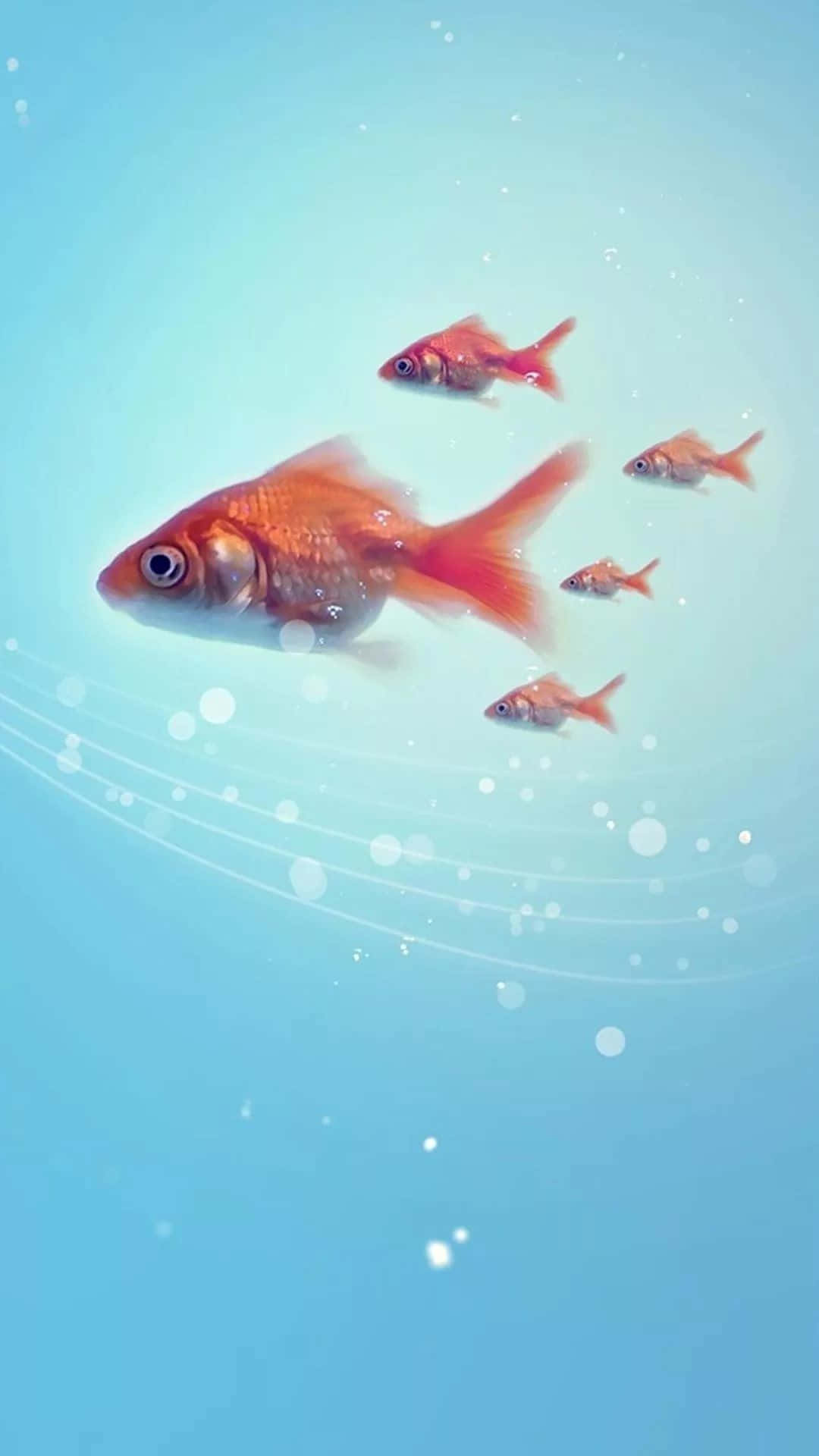 金魚在帶有氣泡和光線的清澈藍色水中游泳。