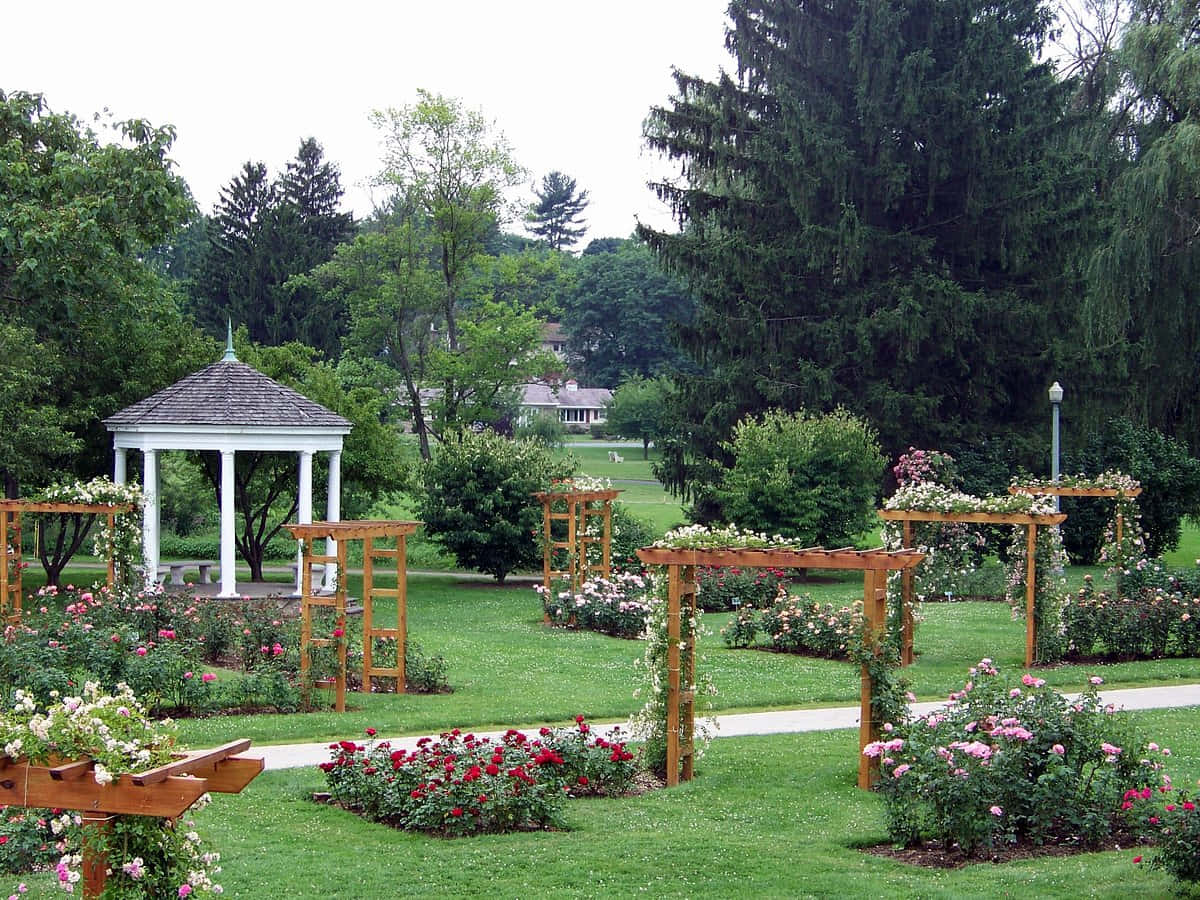 欣賞芬芳玫瑰園的美景 壁紙 — 一個寧靜的花園，木製藤架小徑蜿蜒穿過充滿活力的玫瑰花壇，白色涼亭坐落在茂密的綠樹之中。