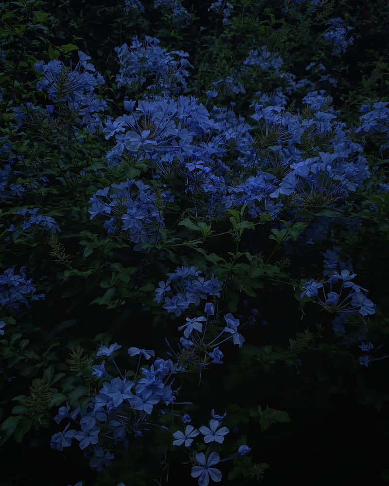 藍色花朵在夜間黑暗的花園中發光。