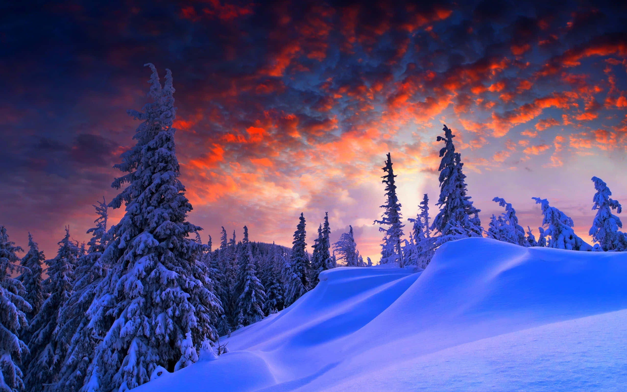 欣賞被新雪覆蓋的冬日風景 壁紙 — 白雪覆蓋的松樹在雪丘上，以火紅橙色和紫色的日落天空為背景形成剪影。
