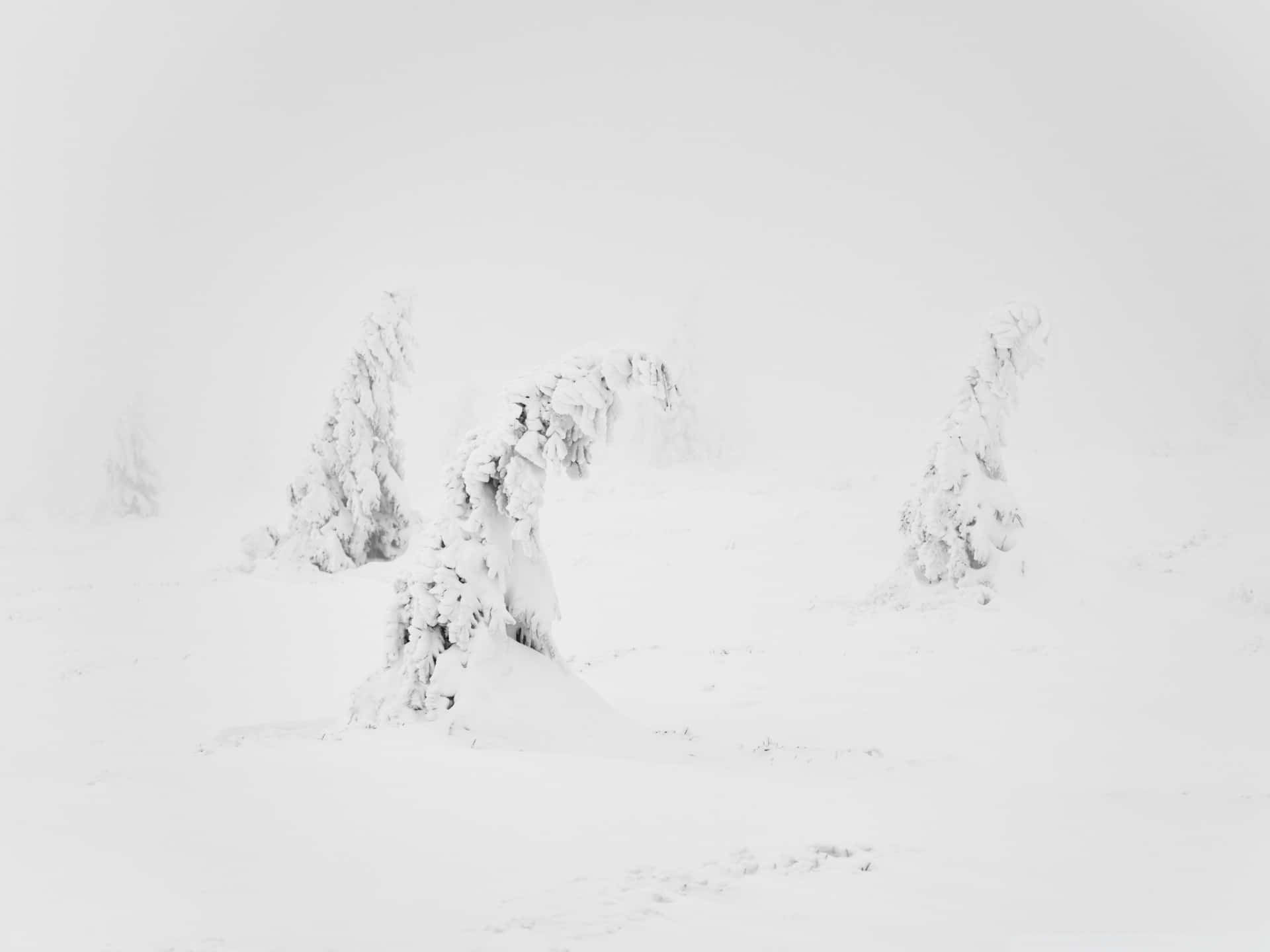 在寧靜的冬日場景中，被雪覆蓋的冰凍樹木。