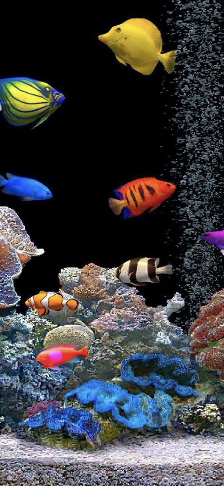 色彩繽紛的熱帶魚在水族箱中，伴隨著上升的氣泡，在珊瑚礁間游動。