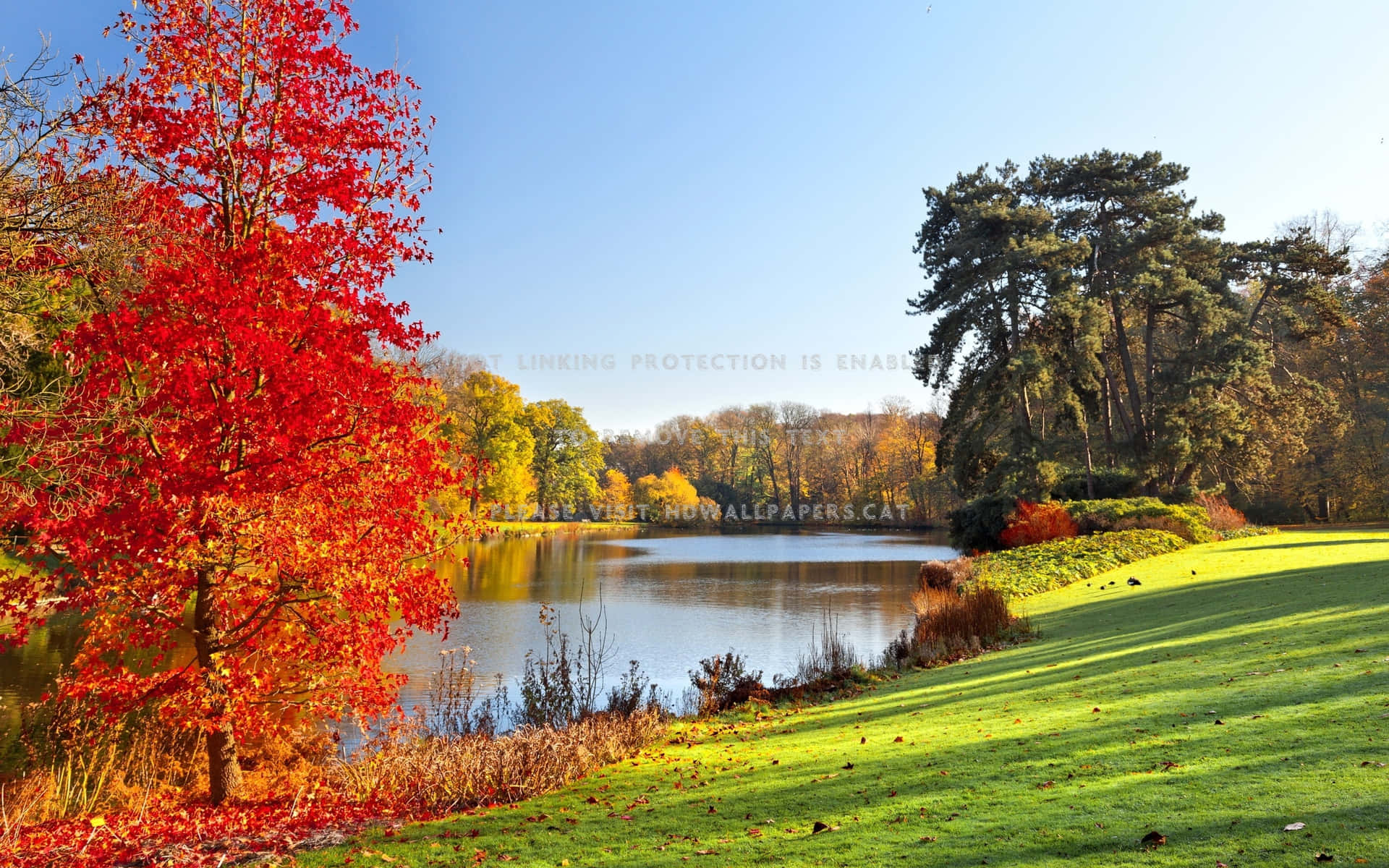 秋日風景，湖邊紅樹，天空清澈湛藍