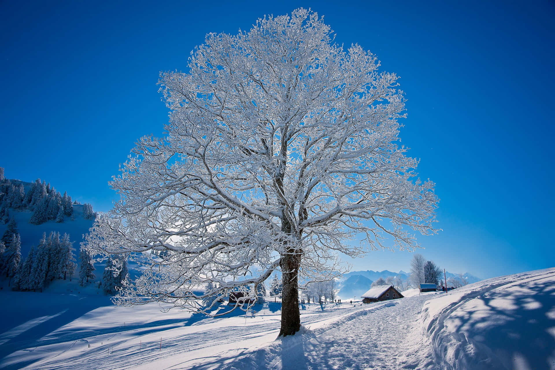 欣賞這幅絕美冬季風景 壁紙 — 一棵孤獨的雪覆蓋的樹在寧靜的冬季山谷中高聳於鮮豔的藍天之上。