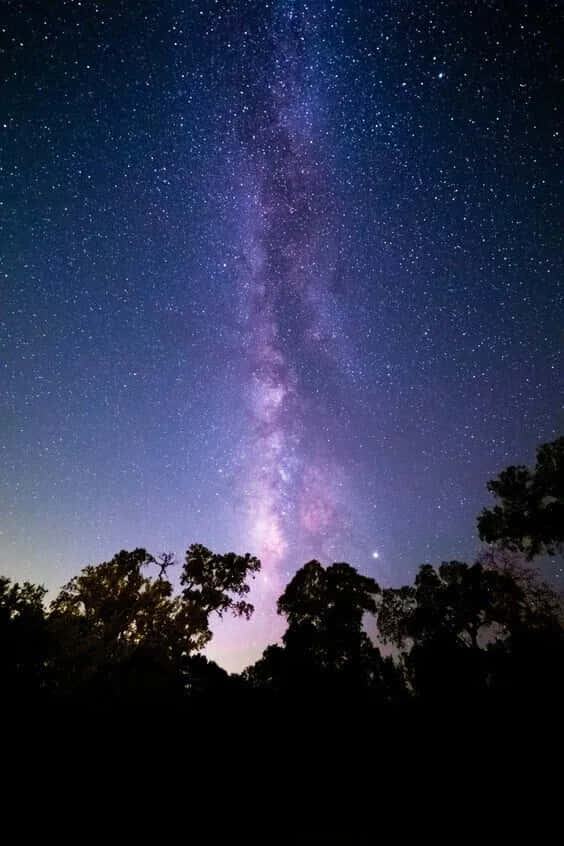 銀河系在繁星點點的夜空下拱起於黑暗的樹木剪影之上。