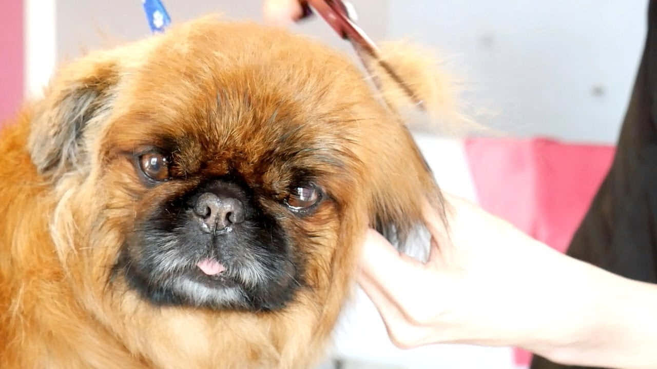 欣賞這隻可愛北京犬的美麗 壁紙 — 一隻毛茸茸嘅淺褐色北京狗，有深色眼睛同黑色鼻口，由一個拎住鉸剪嘅人修剪毛髮。