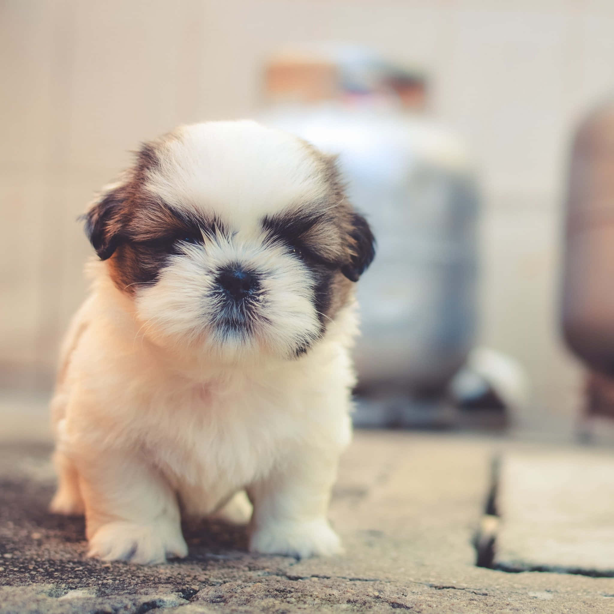 欣賞這隻可愛幼犬享用美食 壁紙 — 一隻毛茸茸的白色和棕色小狗，帶著睡眼惺忪的眼睛，坐在有紋理的人行道上，直視鏡頭。