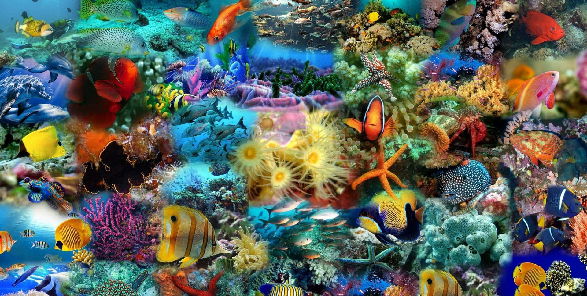 欣賞這隻雄偉的高清魚在其自然環境中！ 壁紙 — 清澈藍色海水下，色彩繽紛的熱帶魚和海星聚集的充滿活力的珊瑚礁。