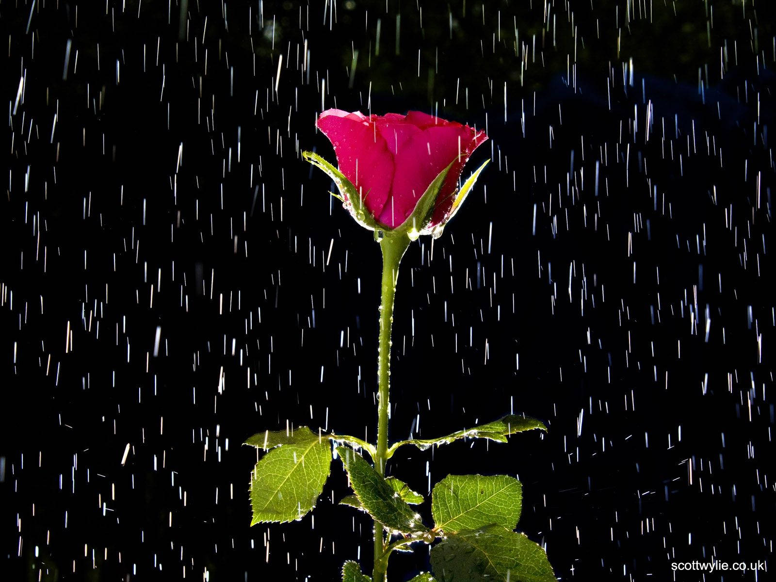 黑色背景下，雨中帶綠葉的粉紅玫瑰。