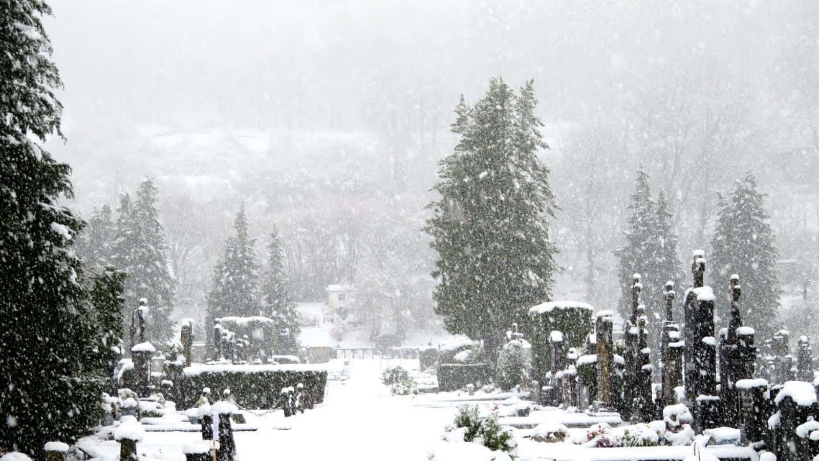 欣賞雪景之美，感受大自然的壯麗 壁紙 — 大雪覆蓋的墓地，墓碑和常青樹在暴雪中。