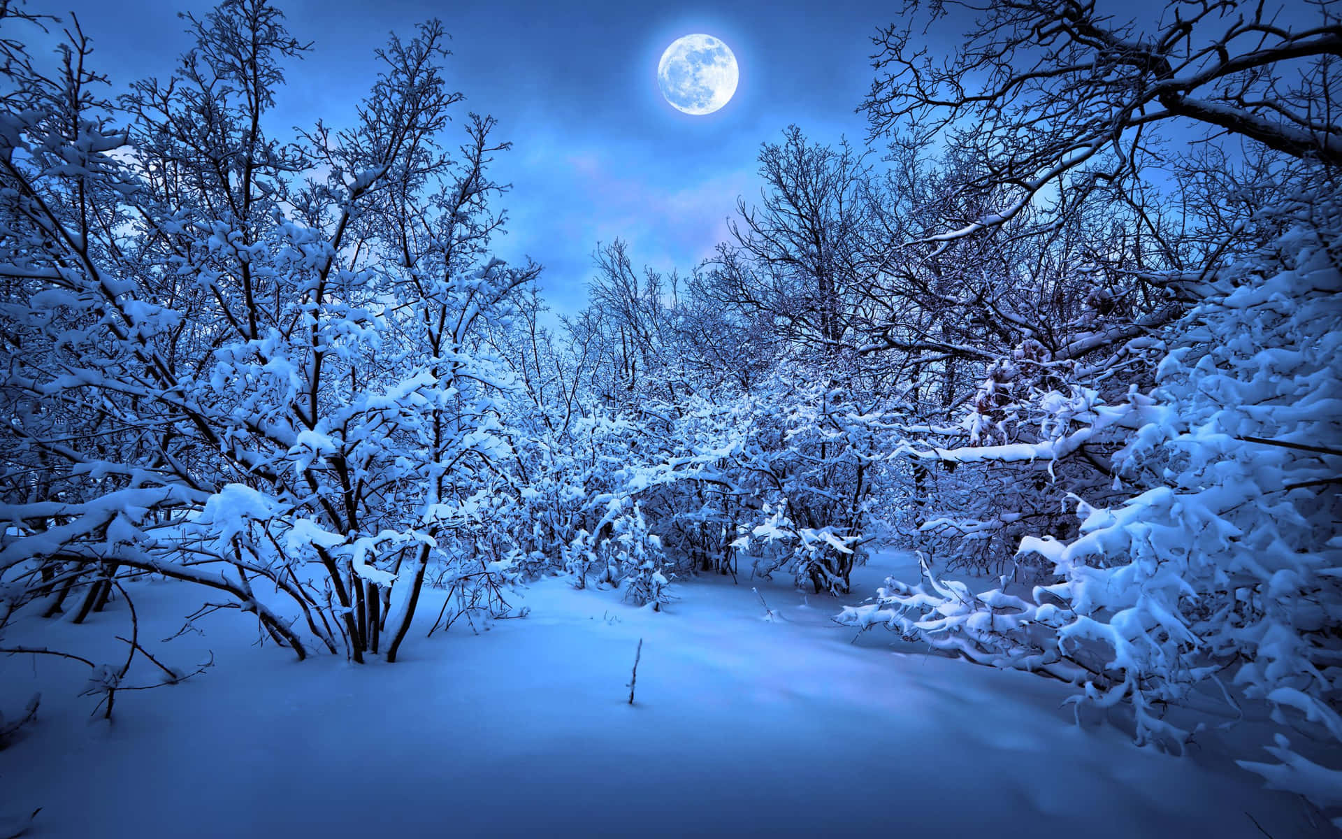 夜晚滿月下的雪地森林，光禿禿的樹木覆蓋著霜。