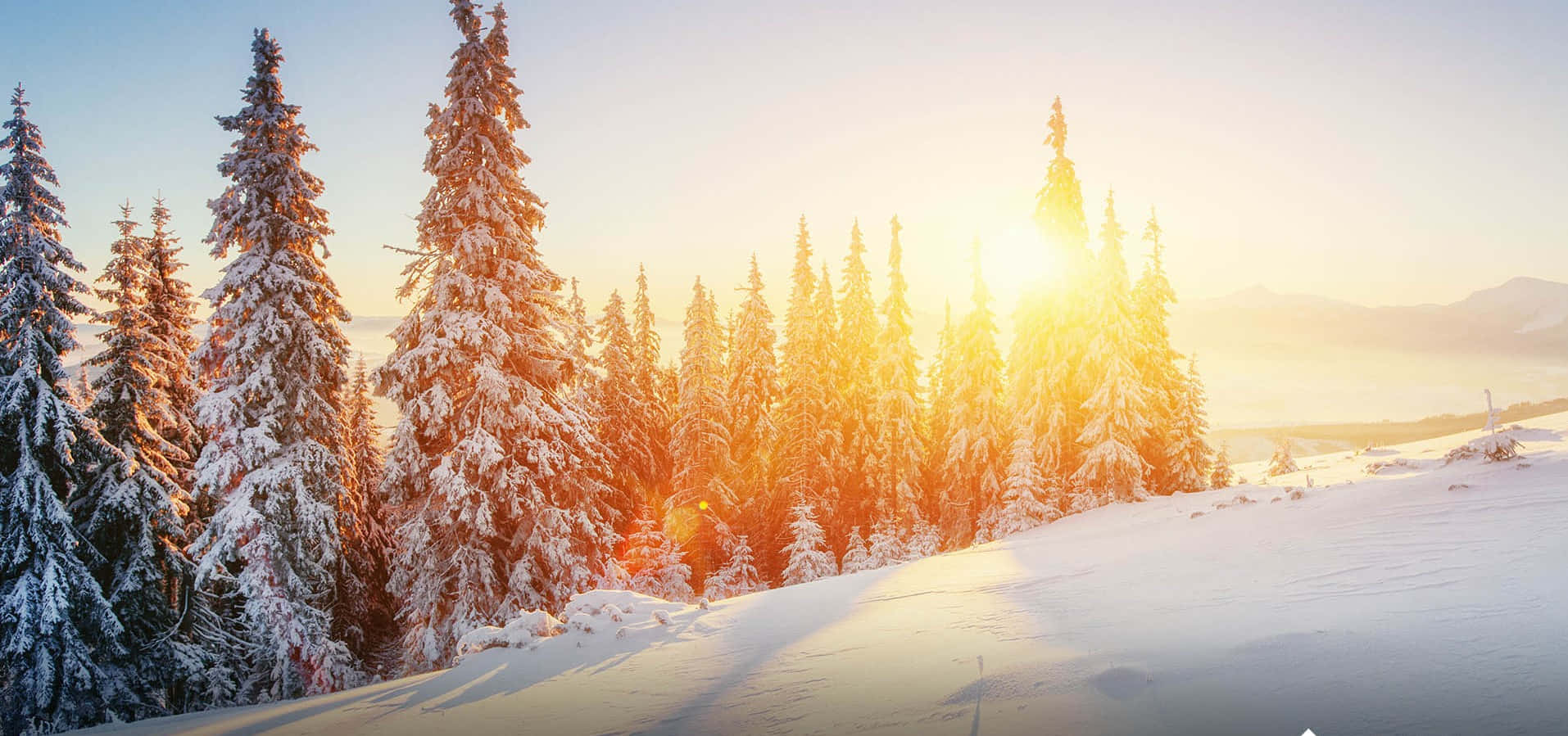 欣賞雪覆大地的壯麗景色 壁紙 — 日出溫暖地照耀在寧靜冬季山坡上積雪的松樹間。