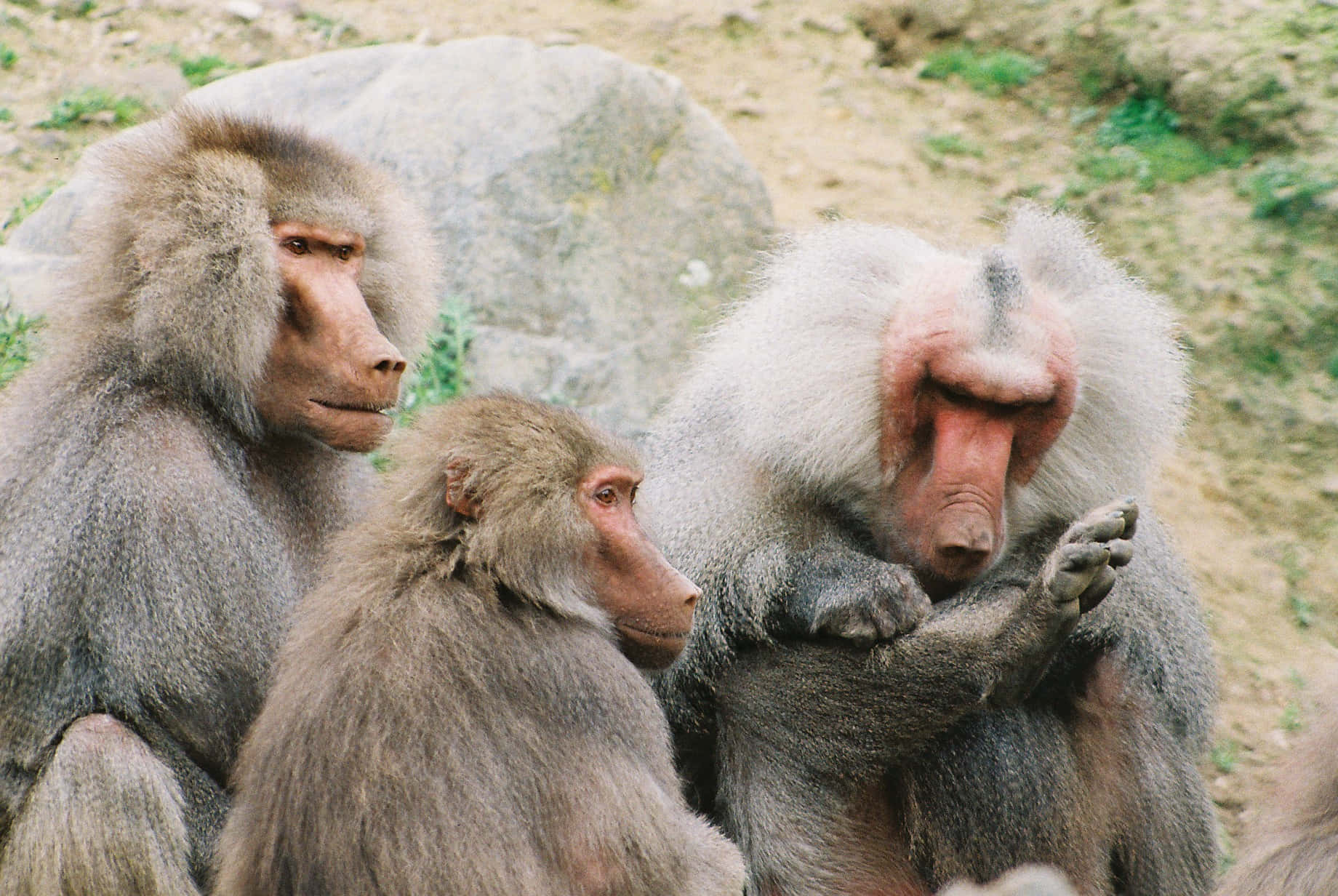 欣賞非洲野生動物的壯麗景象 壁紙 — 三隻擁有厚實灰色毛髮和粉紅色臉龐的狒狒，在自然棲息地的岩石地面上平靜地坐著。