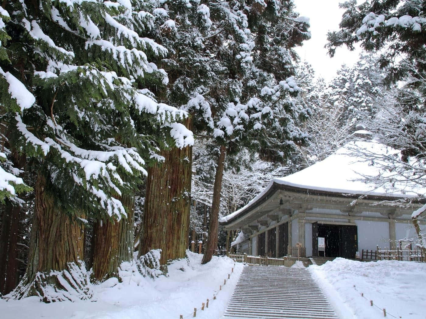 雪覆蓋著一座傳統日本神社，周圍環繞著高大的常青樹。