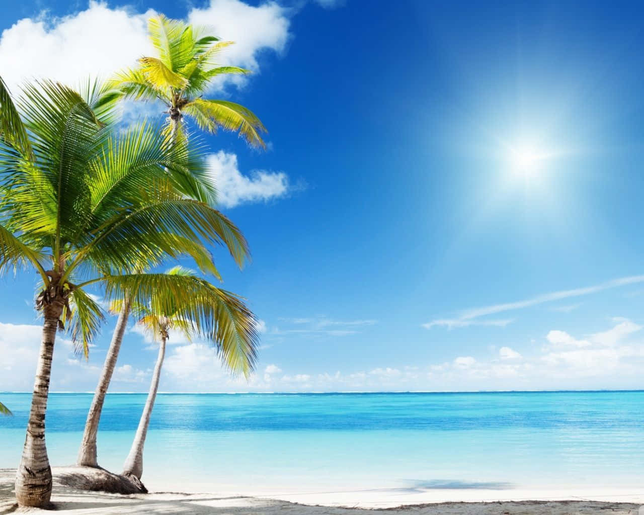欣賞高解析度海灘美景 壁紙 — 熱帶海灘，棕櫚樹在明亮的陽光下搖曳，下面是碧綠的海水和白色的沙灘。