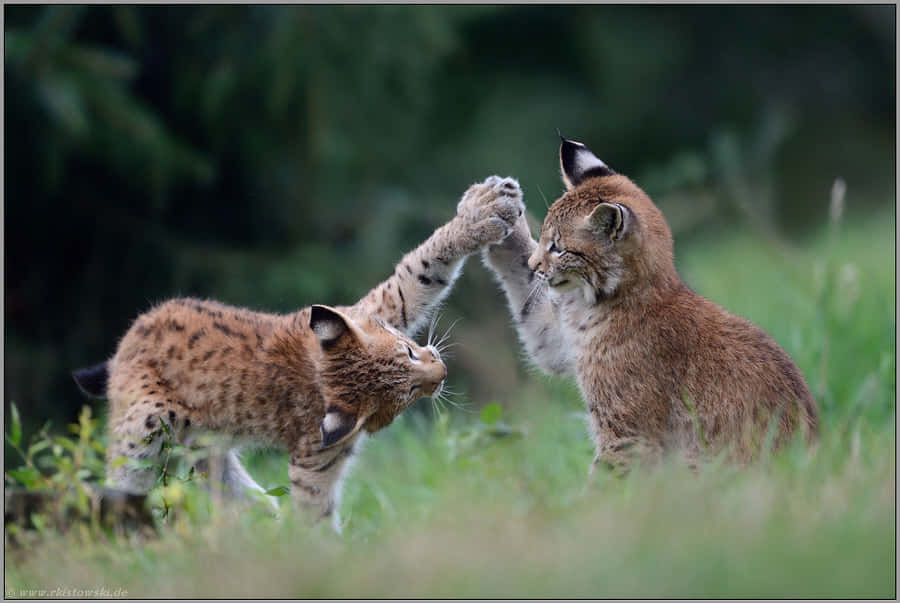 歐亞猞猁擊掌圖 壁紙 — 兩隻年輕嘅猞猁幼崽喺陽光普照嘅草地上，背景係模糊嘅綠色樹葉，佢哋 playful 咁用爪互相拍打。