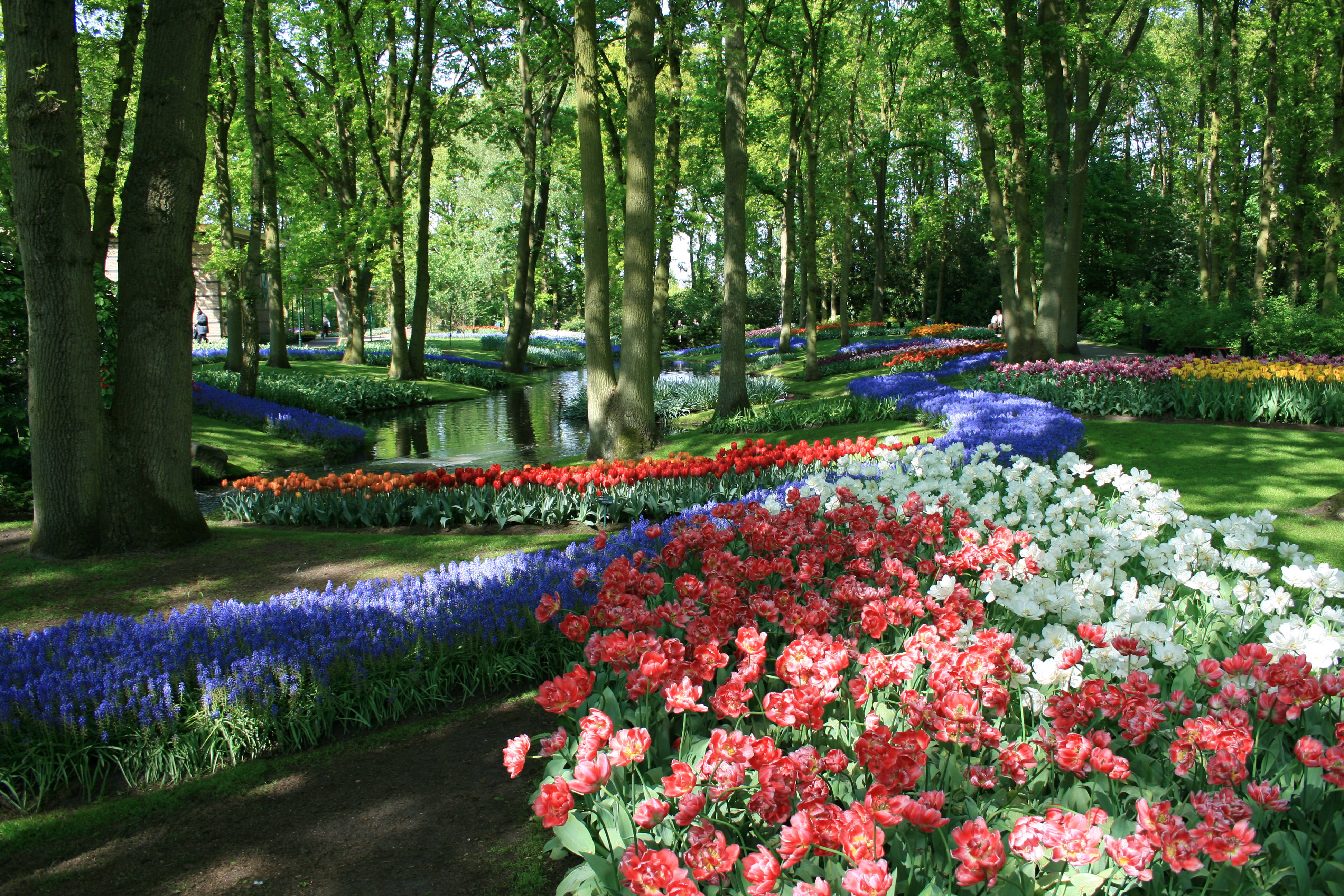 歐洲花園 壁紙 — 鮮豔的紅、白、藍鬱金香花田沿著蜿蜒的運河盛開，在茂密綠林中斑駁的陽光下綻放。