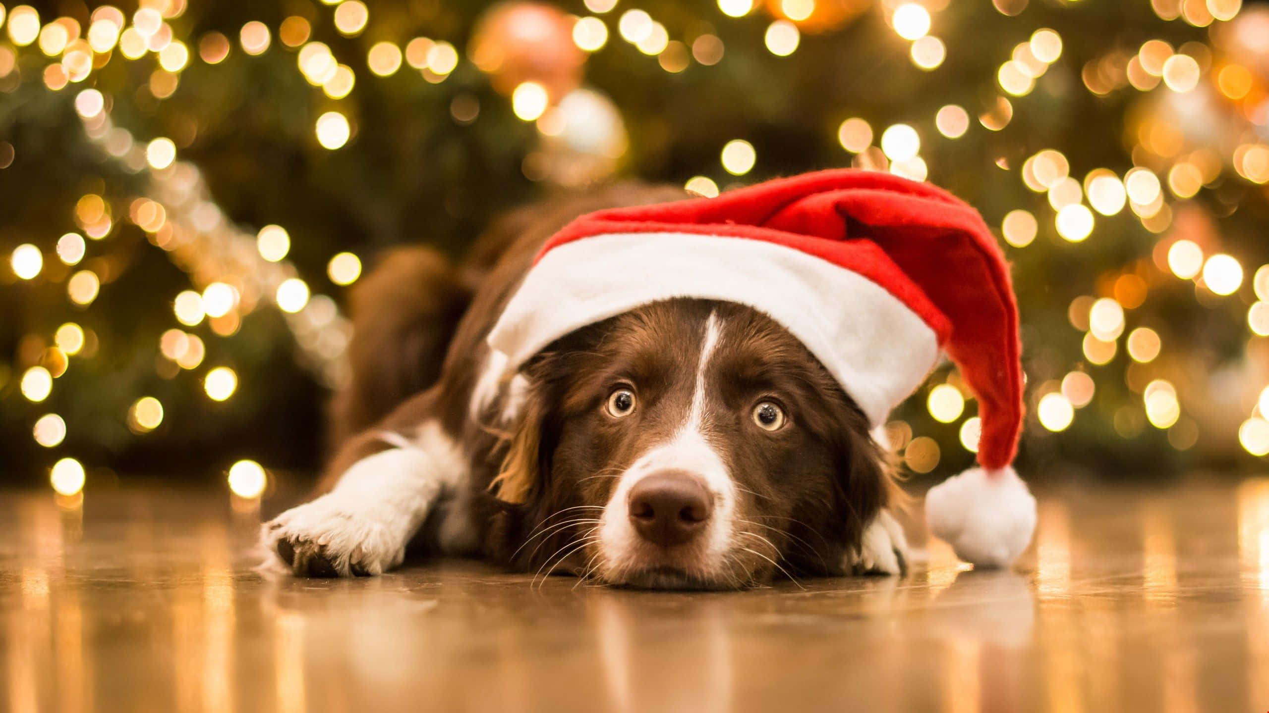 歡樂幼犬慶祝聖誕節 壁紙 — 一隻棕白色的狗戴著紅色聖誕帽，躺在木地板上，身後有聖誕樹的金色散景燈光。