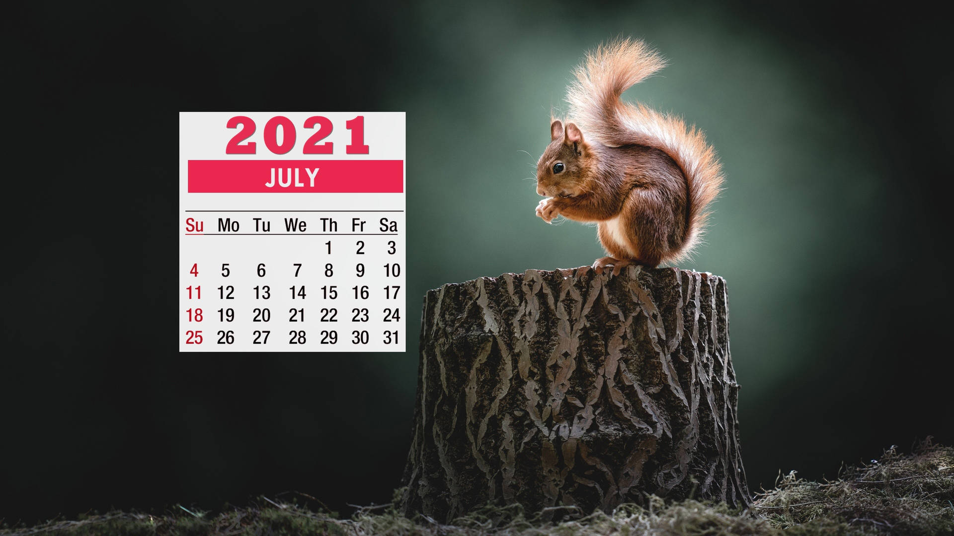 紅松鼠在樹樁上，旁邊是2021年7月日曆。