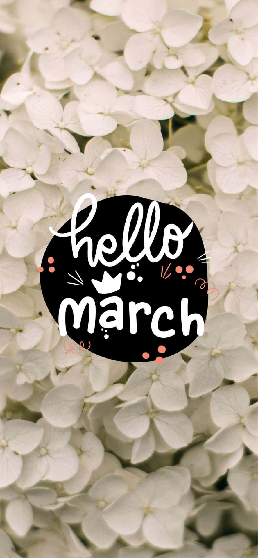 白色繡球花與黑色圓形圖案，上面寫著hello march。