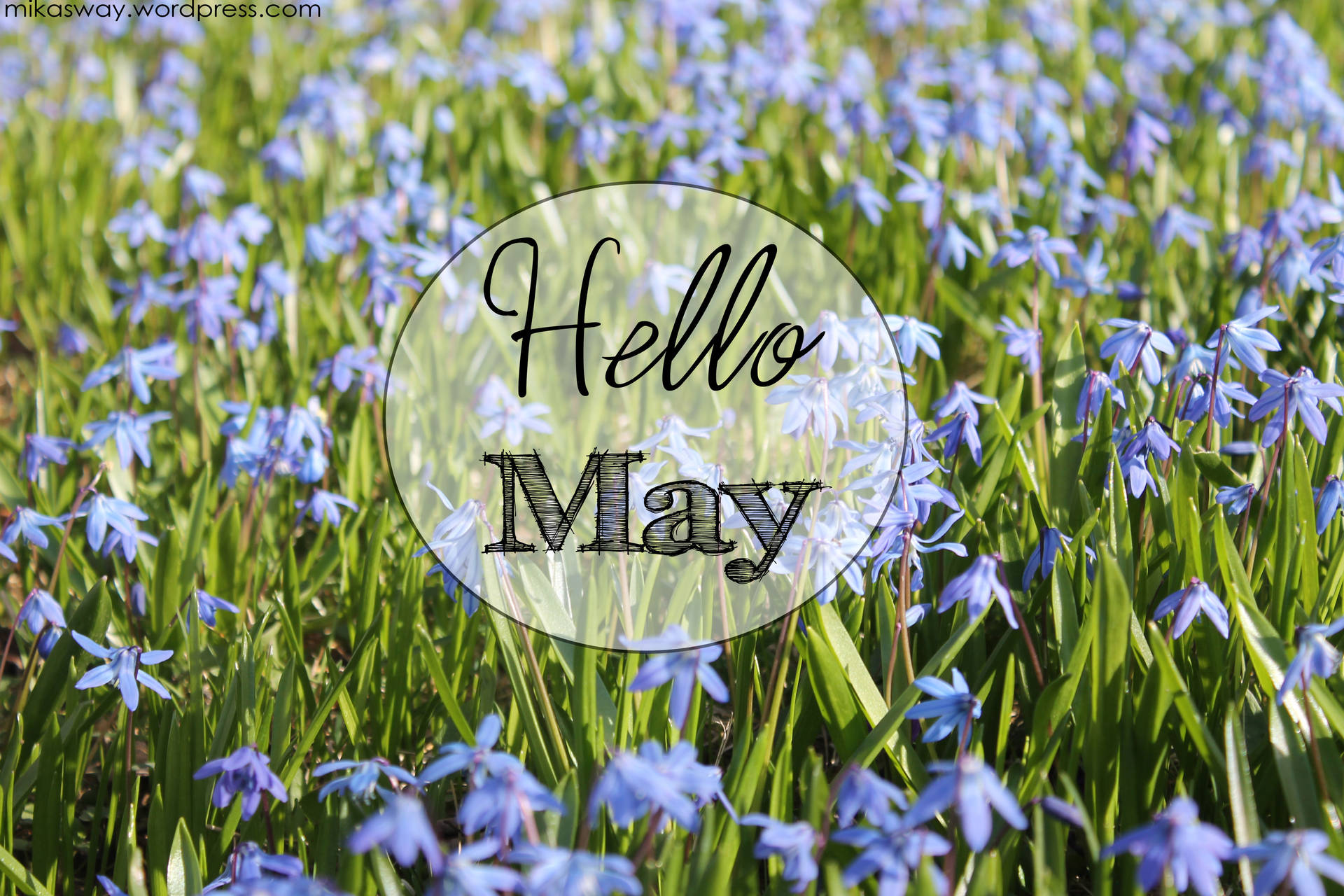 綠色草地上的藍色花朵，帶有「Hello May」文字覆蓋。