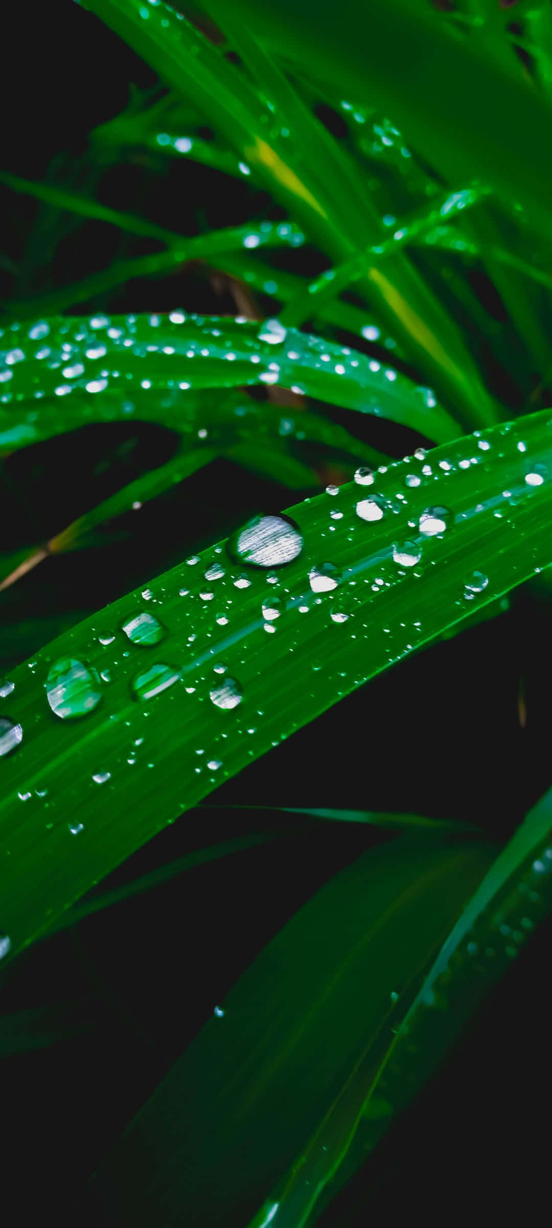 歡迎來到海灘 壁紙 — 充滿活力的綠色草葉在深色背景下閃爍著清澈的露珠。