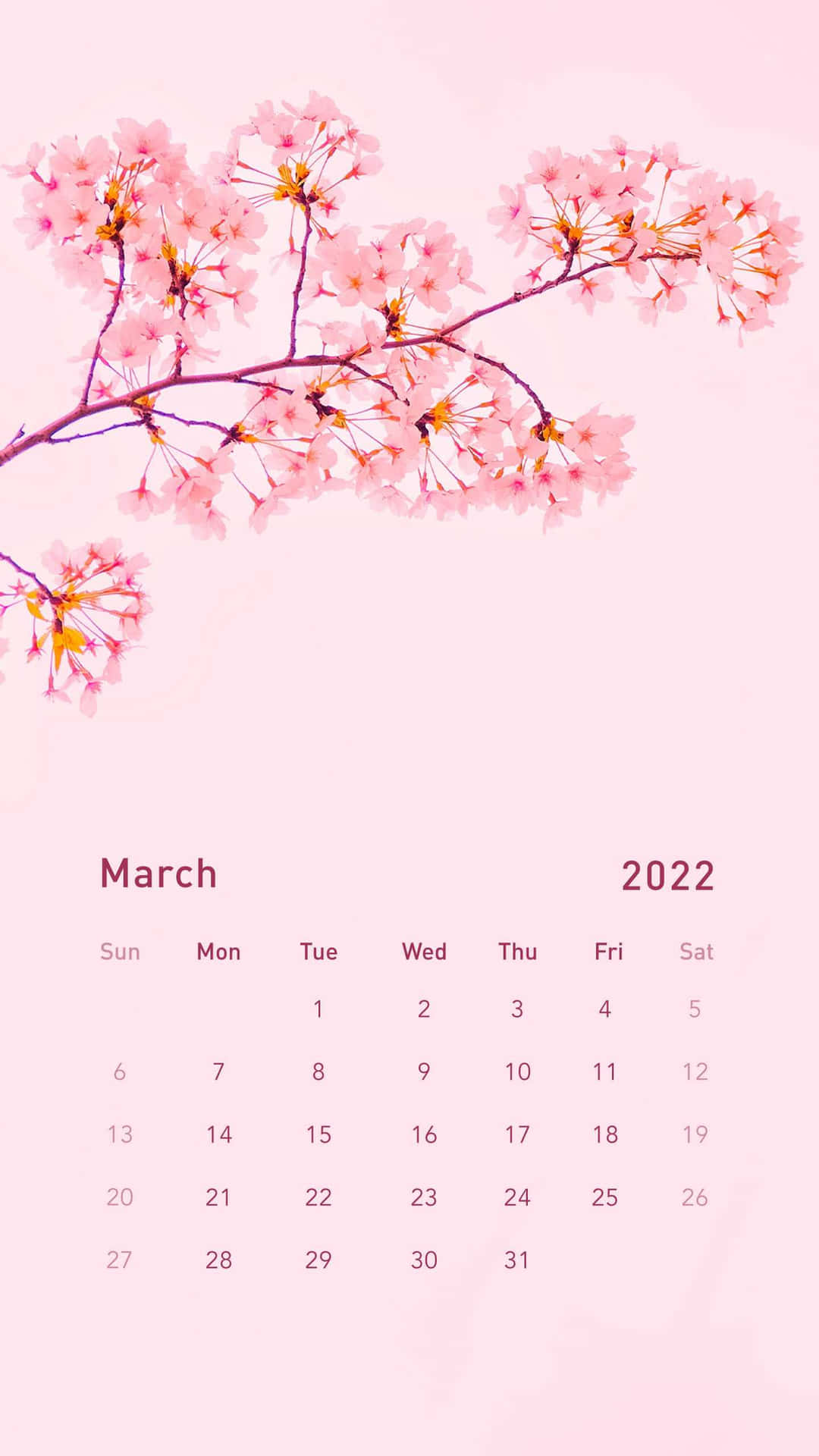 2022年3月日曆，帶有櫻花枝條，粉紅背景
