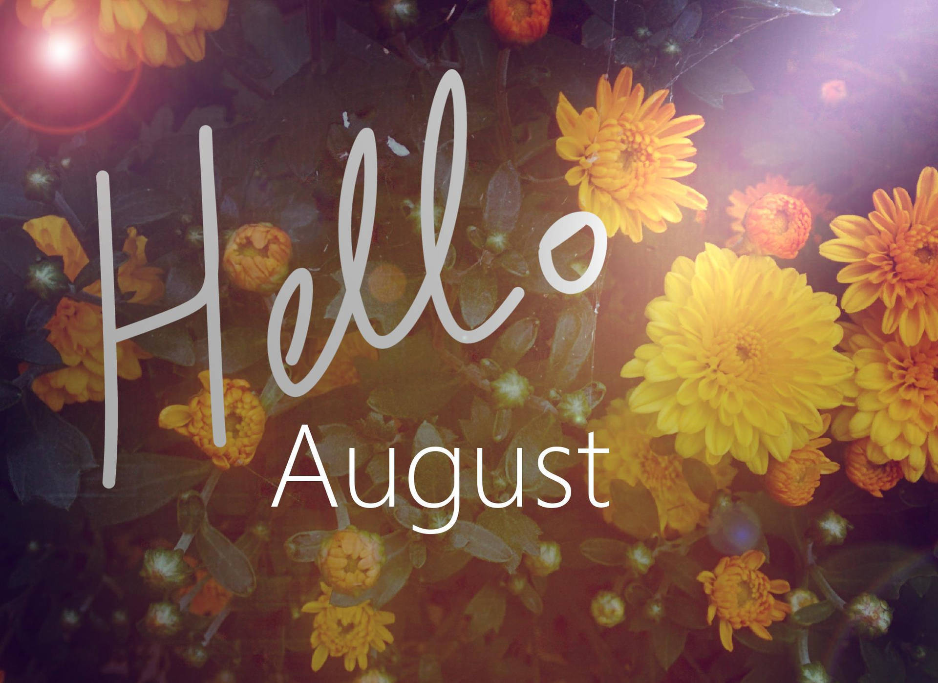 黃色花朵，帶有在溫暖陽光下發光的「Hello August」文字。